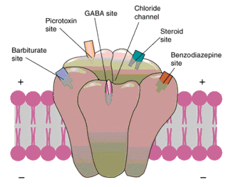 GABA-A Ionotropic Receptor Diagram