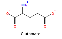 Glutamate Structure