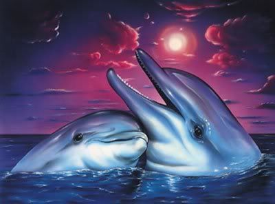 dolphins Pictures, Images and Photos
