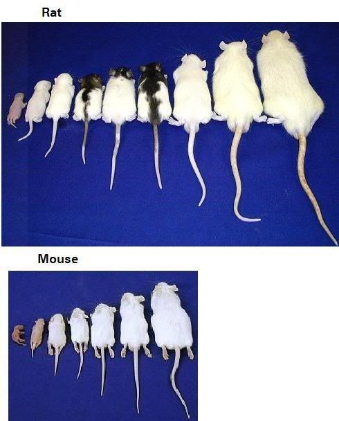 Frozen Feeder Mice Size Chart