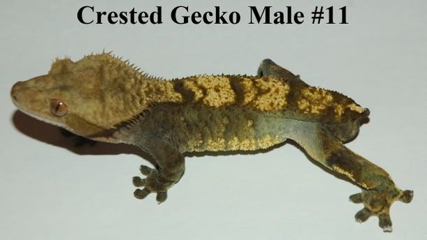 Big Crested Gecko