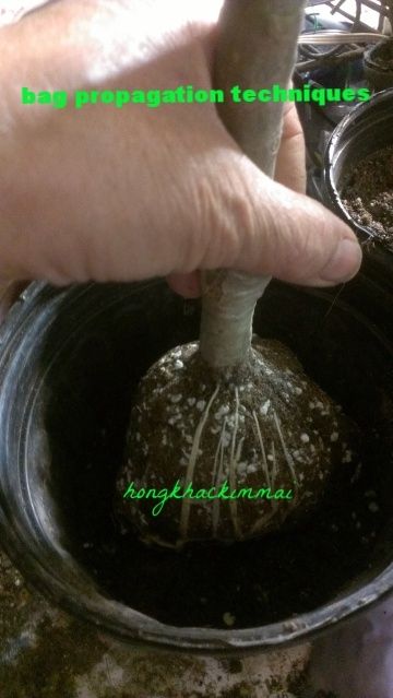 [2ad7bbef-9afd-4817-95d5-2c27d1baf923_zpsufvfupzj]