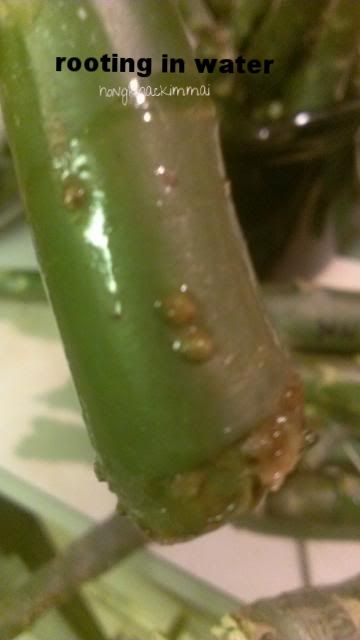 [65e3956b-45cc-4b05-9fd0-88e3e3ad9765_zpsp90sto89]