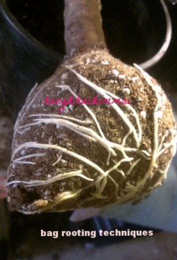 [bd4491dd-d27c-4e35-8e54-4d8de76ecf2c_zpsirzcppia]