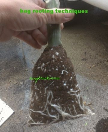 [e3049349-990e-40e6-82cf-5312dcb07372_zps02cjtp33]