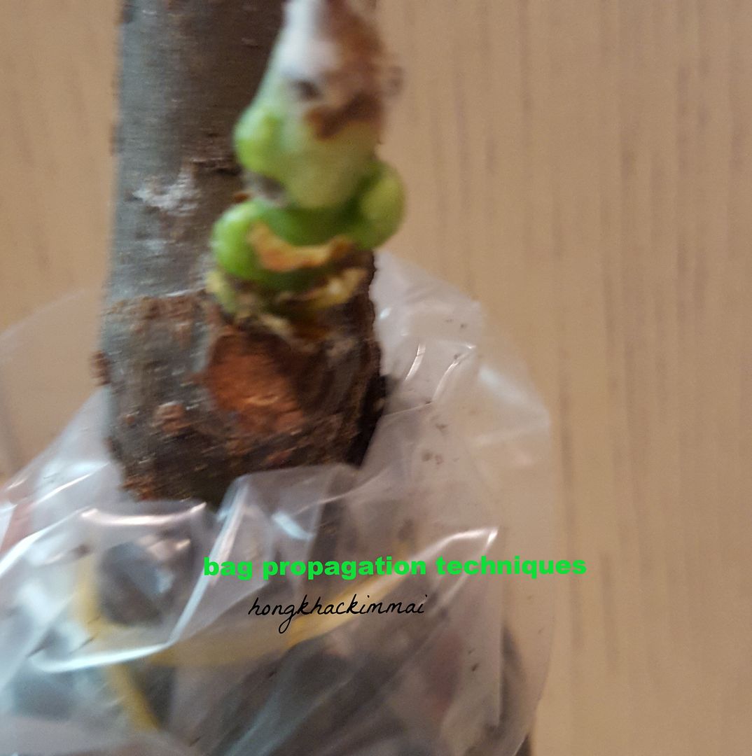 [ffe8cb99-cccb-48d1-9b9a-98ffd54fa7c8_zpsqgwkhkxc]