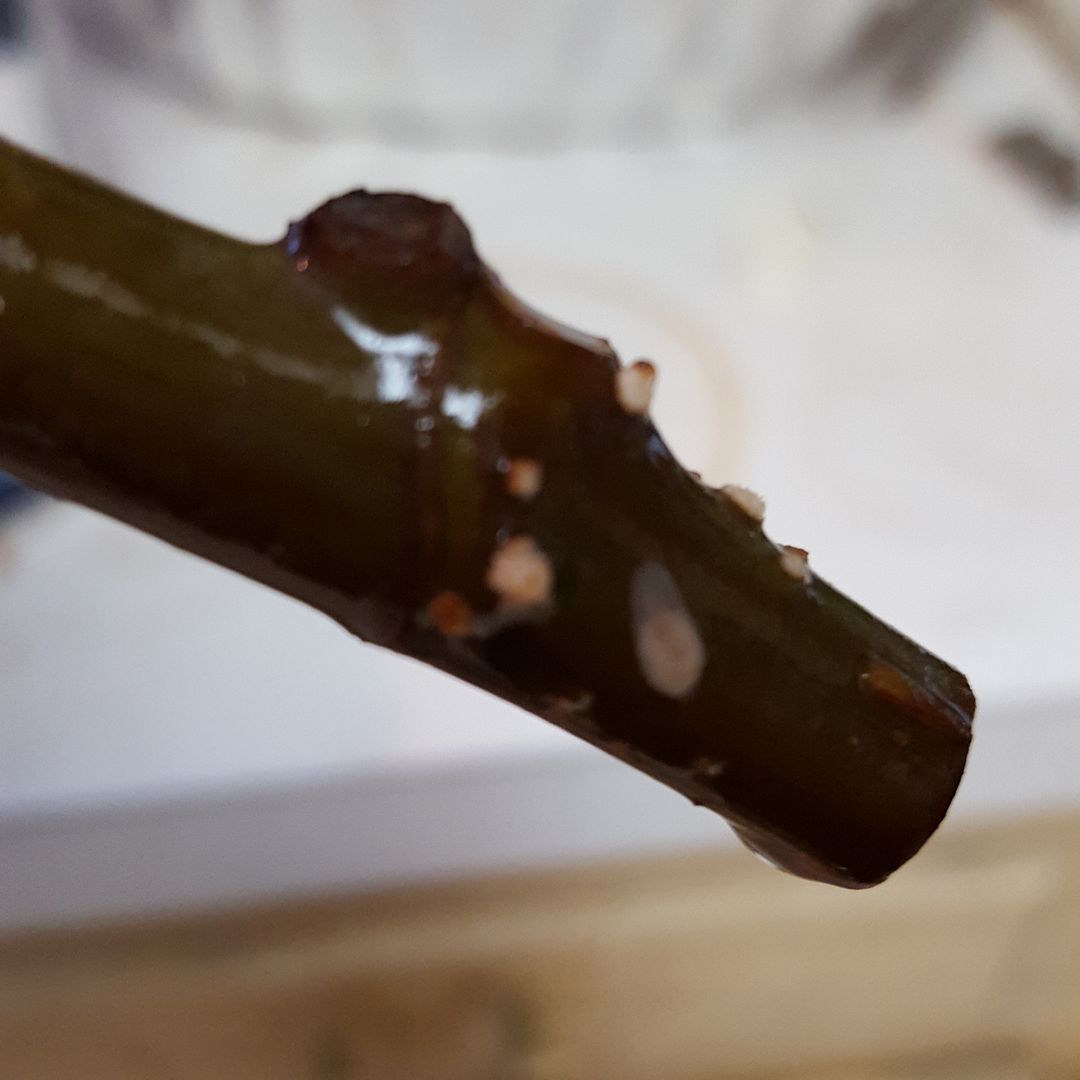 [waterrooting_zpsllvp6qgq]