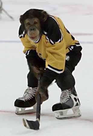 ice_hockey_monkey.jpg Hockey Monkey image by supersolid