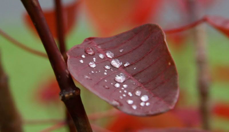 IMAGE: http://i10.photobucket.com/albums/a134/hawaiisailornate/water%201/IMG_0312.jpg