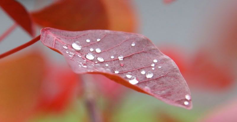 IMAGE: http://i10.photobucket.com/albums/a134/hawaiisailornate/water%201/IMG_0313.jpg