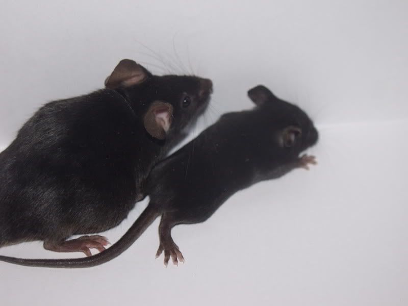 F3 Black Mice Pet Mice Forum