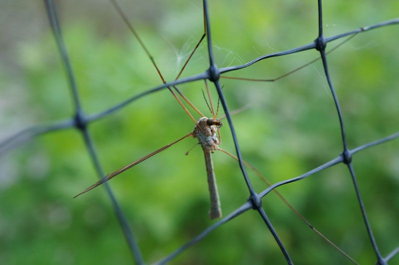 050613cranefly_zps79c823d0.jpg