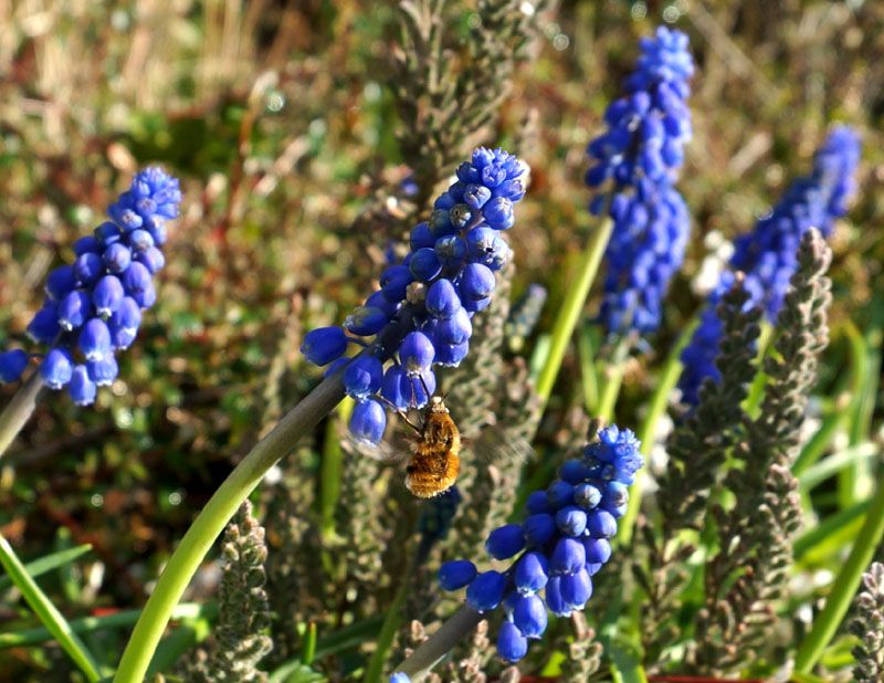 beefly1_zps55f27792.jpg