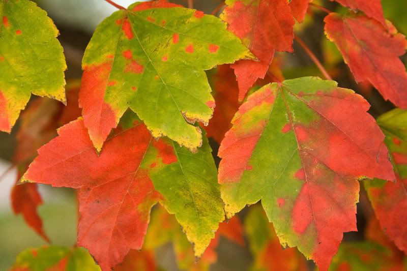 IMAGE: http://i10.photobucket.com/albums/a135/nicshow/Nics%20Gallery/IMG_7202_edited-1.jpg