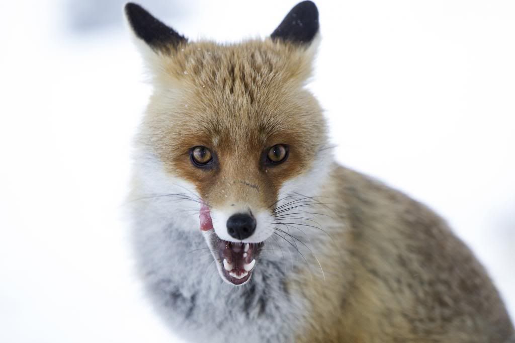 IMAGE: http://i10.photobucket.com/albums/a135/tiziano_bruno/Animals/IMG_5312_zps040684b6.jpg