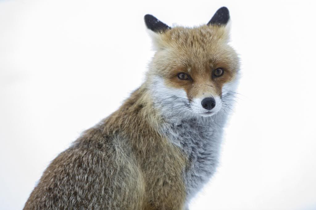 IMAGE: http://i10.photobucket.com/albums/a135/tiziano_bruno/Animals/IMG_5317_zpsd0da4eec.jpg