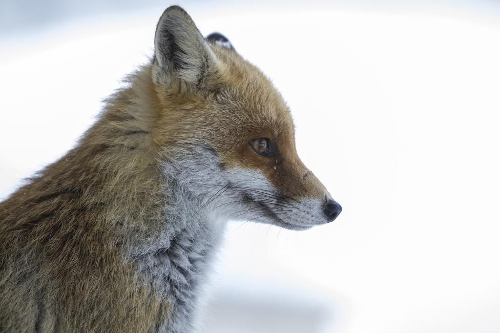 IMAGE: http://i10.photobucket.com/albums/a135/tiziano_bruno/Animals/IMG_5325_zps36006534.jpg