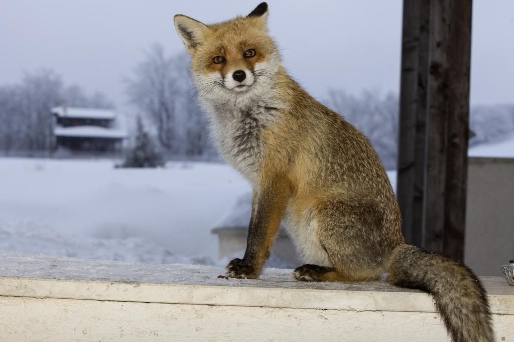 IMAGE: http://i10.photobucket.com/albums/a135/tiziano_bruno/Animals/IMG_5346_zpsbe9a1aae.jpg