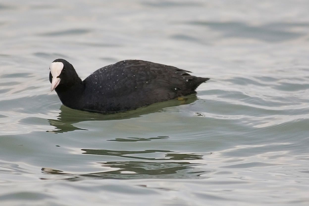 IMAGE: http://i10.photobucket.com/albums/a135/tiziano_bruno/Birds/IMG_9742b.jpg