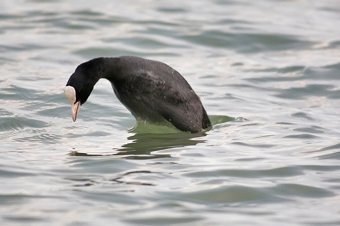 IMAGE: http://i10.photobucket.com/albums/a135/tiziano_bruno/Birds/IMG_9743.jpg