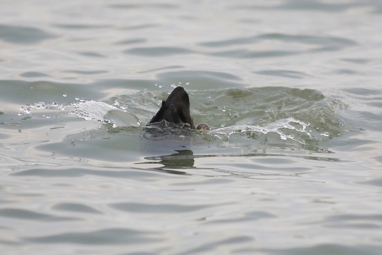 IMAGE: http://i10.photobucket.com/albums/a135/tiziano_bruno/Birds/IMG_9759.jpg