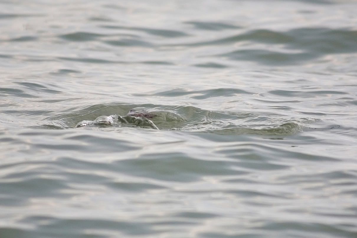 IMAGE: http://i10.photobucket.com/albums/a135/tiziano_bruno/Birds/IMG_9773.jpg