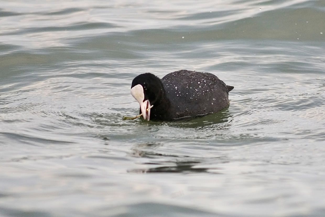 IMAGE: http://i10.photobucket.com/albums/a135/tiziano_bruno/Birds/IMG_9783.jpg