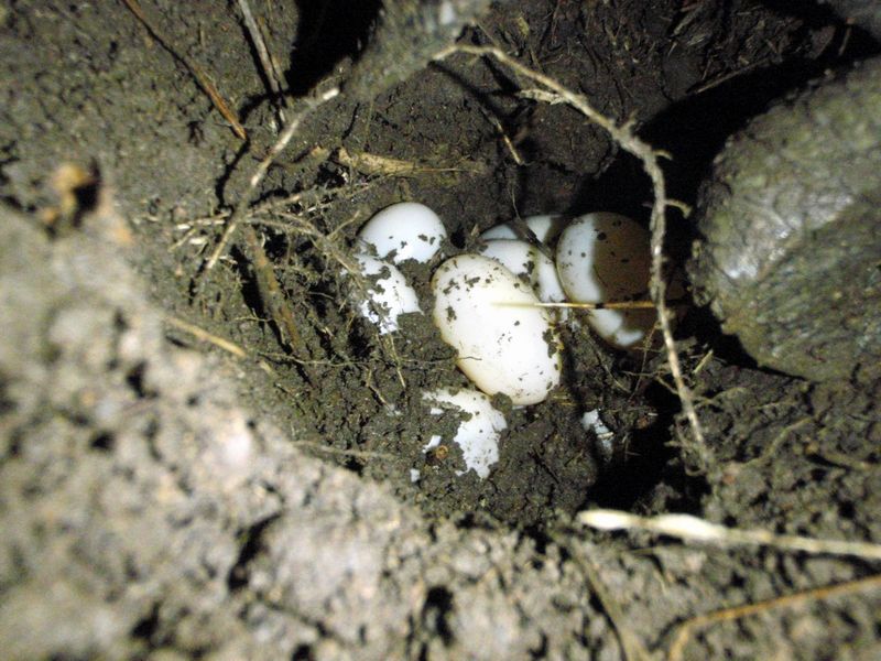 Turtle Lay Eggs