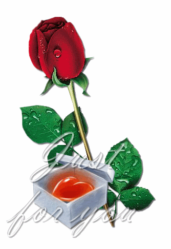 rose animation Pictures, Images and Photos