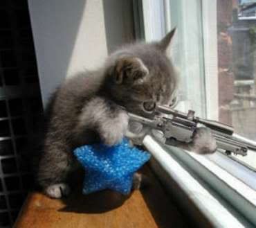 sniperkitten.jpg