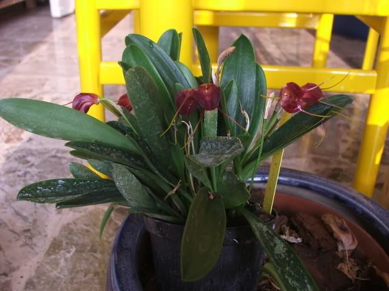 MasdevalliaVinRouge2.jpg
