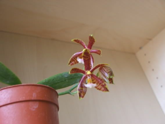 Phalaenopsismannii3.jpg