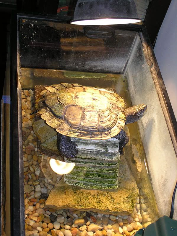 Worms in the tank....Help! EMERGENCY CARE Turtle Forum