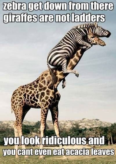 photozebra_get_down_from_there_giraffes_are_not_ladders.jpg