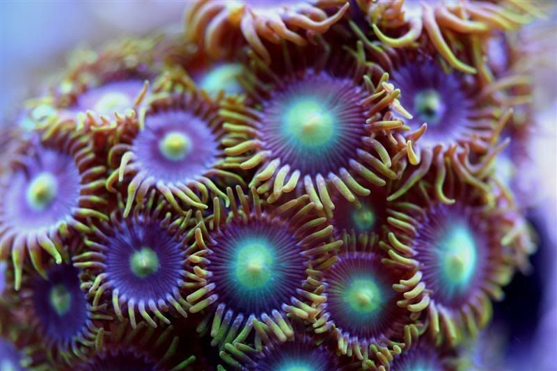 CoralPics18Medium.jpg
