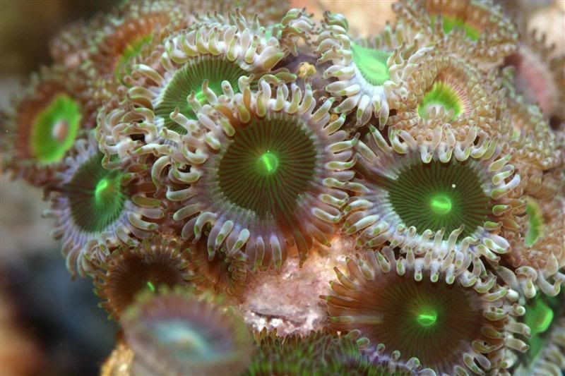 CoralPics266Medium.jpg