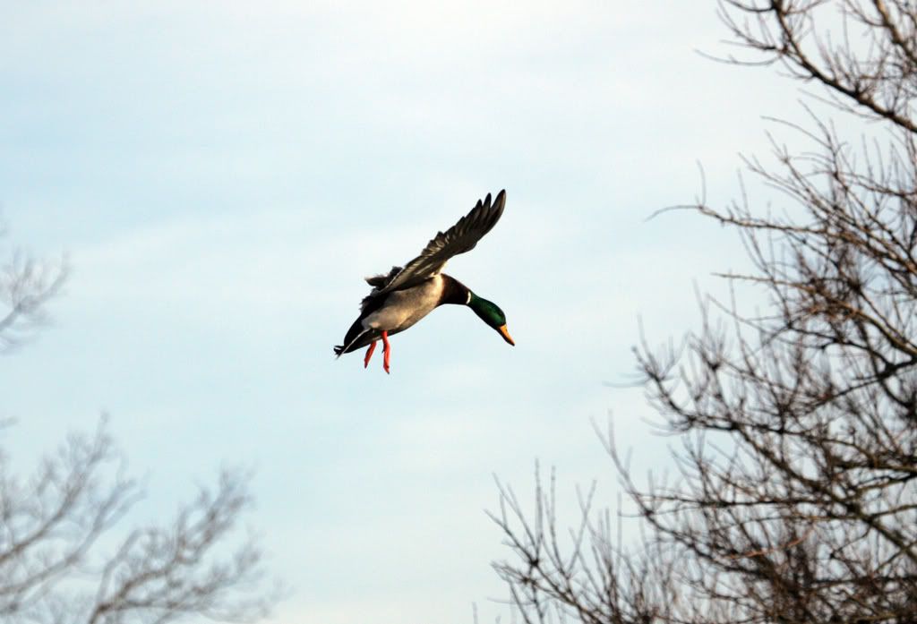 IMAGE: http://i10.photobucket.com/albums/a140/izatt82/KH0B80221.jpg