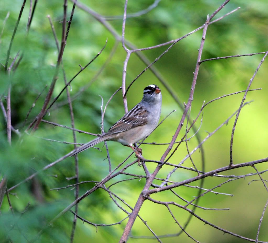 IMAGE: http://i10.photobucket.com/albums/a140/izatt82/bird.jpg