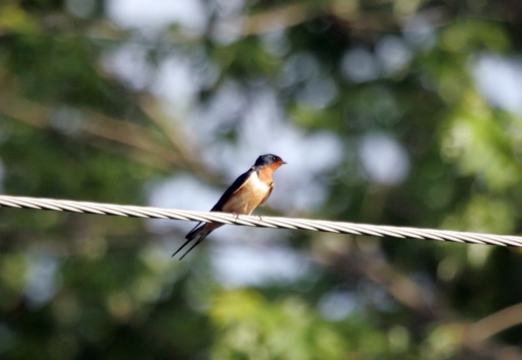 IMAGE: http://i10.photobucket.com/albums/a140/izatt82/bird2.jpg