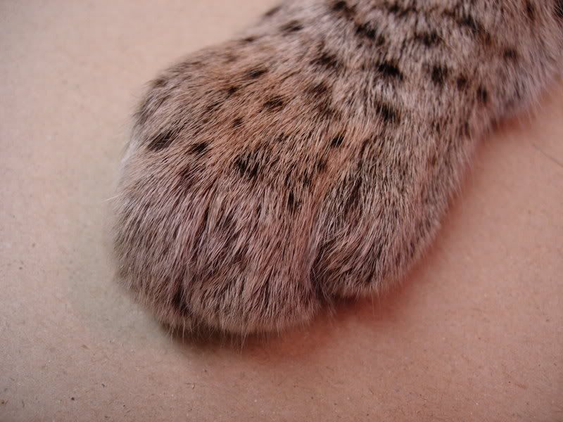 bobcat feet