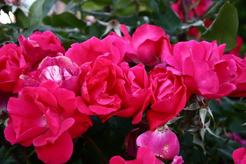 IMAGE: http://i10.photobucket.com/albums/a143/mangyan5580/Denise0528087.jpg