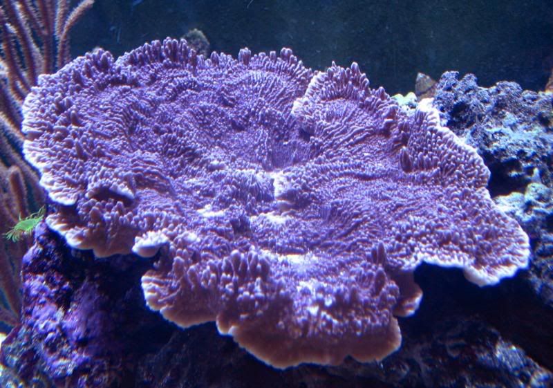 IMG 6942 - MIReeferChick/Sea of Sorrow's 180 gal Mixed Reef