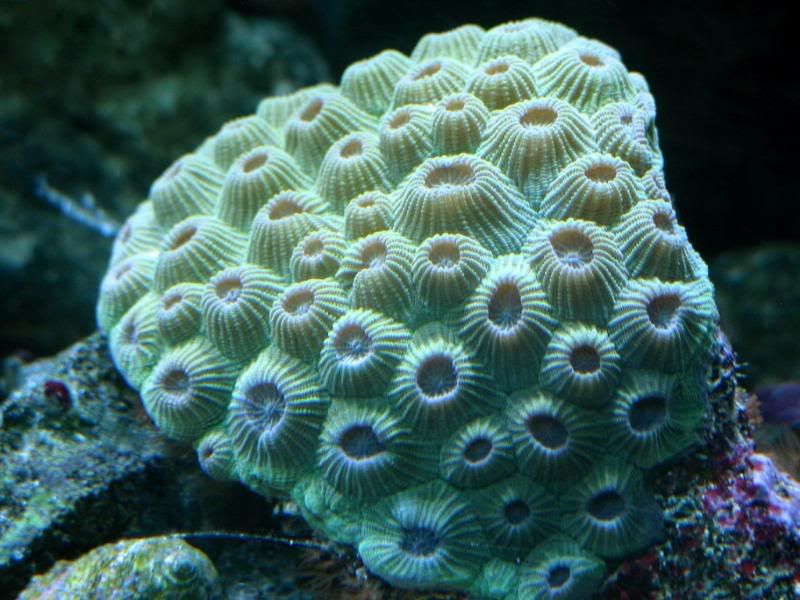 IMG 6947 - MIReeferChick/Sea of Sorrow's 180 gal Mixed Reef