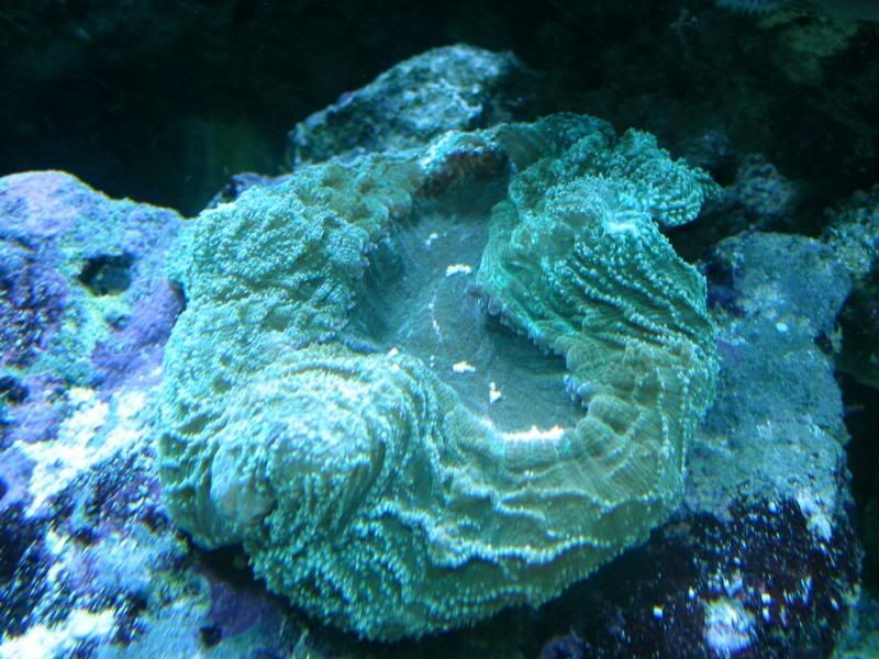 IMG 6955 - MIReeferChick/Sea of Sorrow's 180 gal Mixed Reef