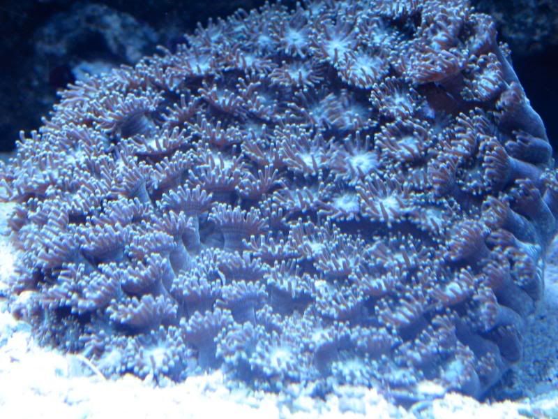 IMG 6966 - MIReeferChick/Sea of Sorrow's 180 gal Mixed Reef