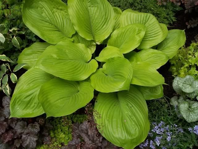 Variegated+dogwood+shrub+care