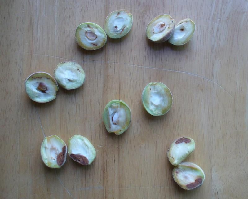 peach drops photo P1180011.jpg