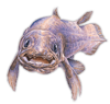 Coelacanth Avatar