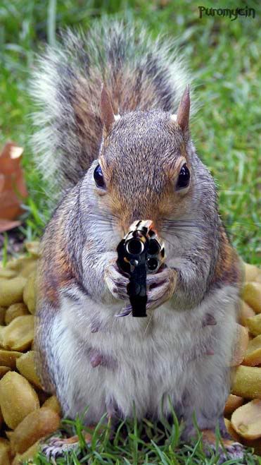 squirrel guns