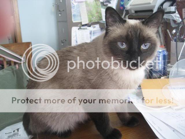 siamese cats mean pictures